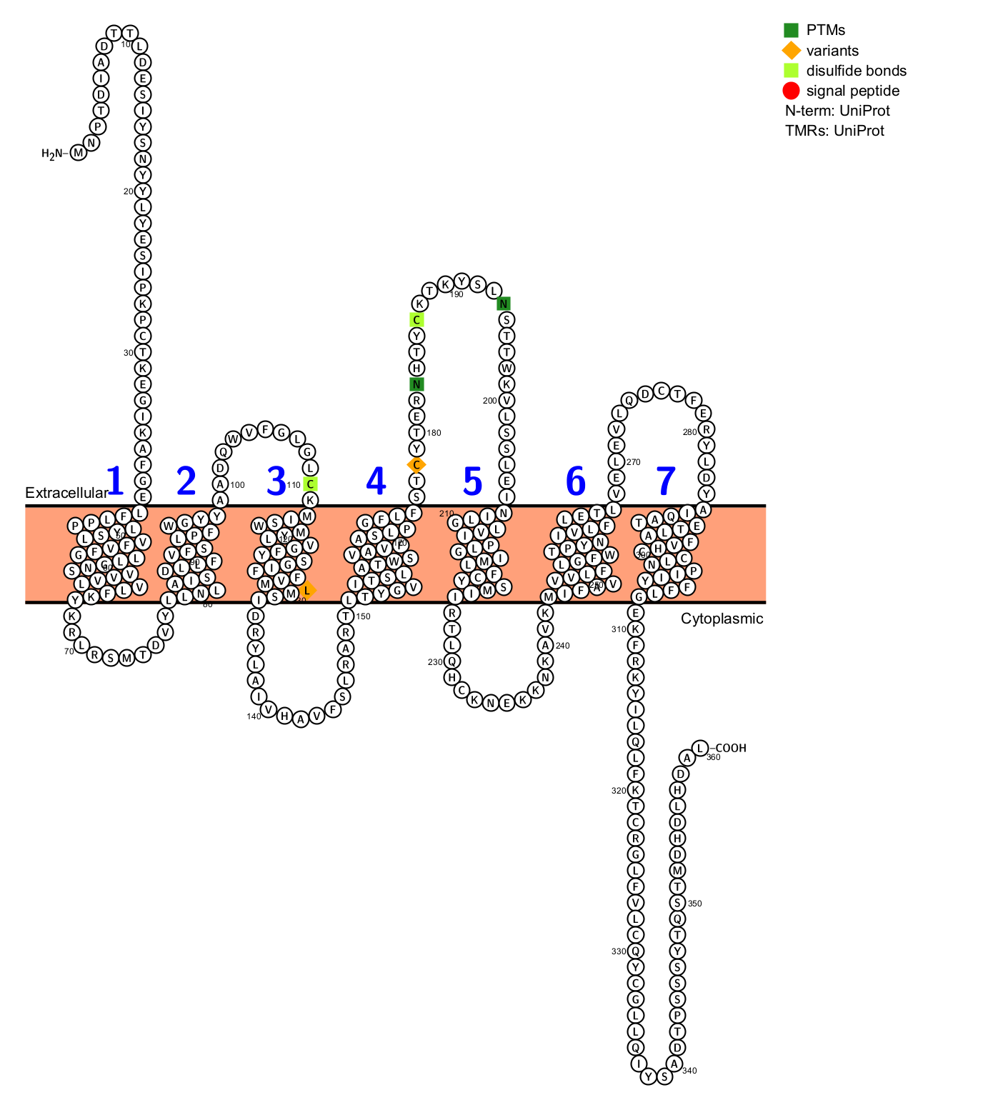 The chemokine receptor CCR4