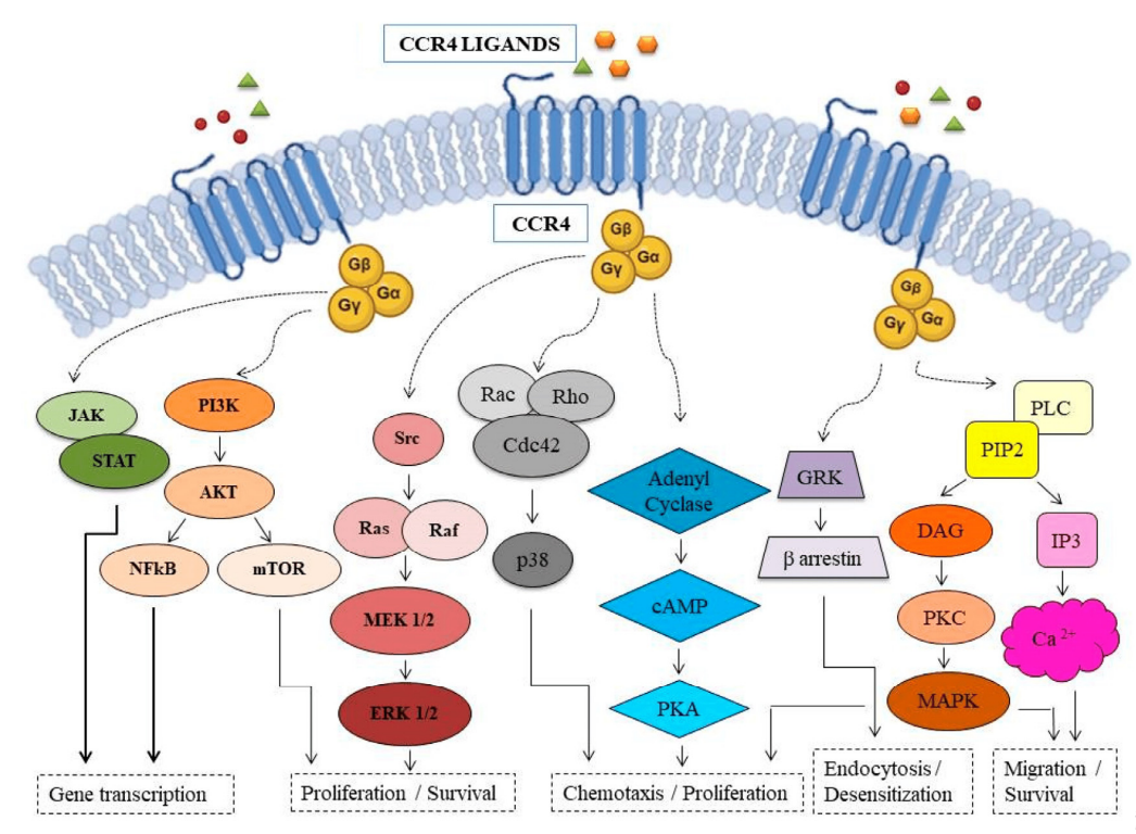 The chemokine receptor CCR4