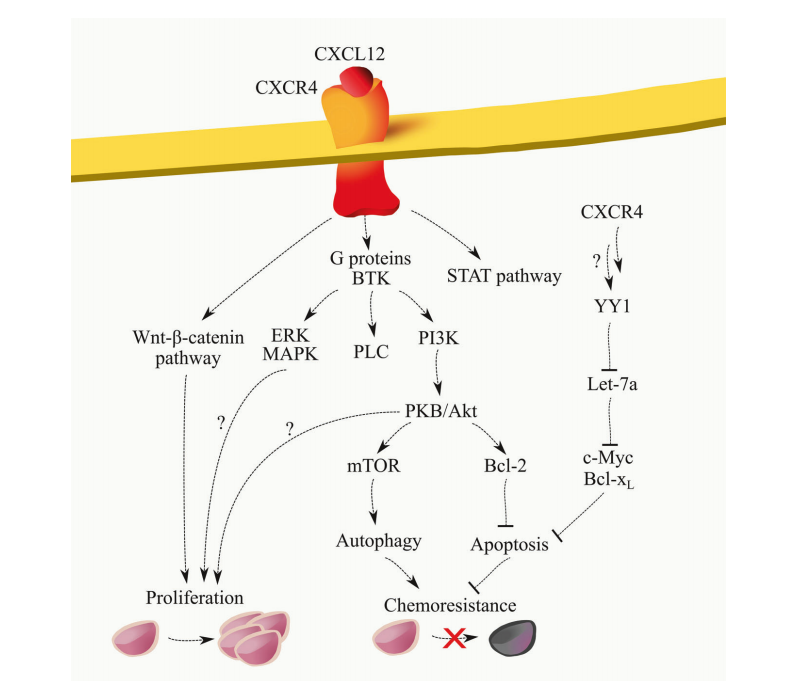 The chemokine receptor CXCR4