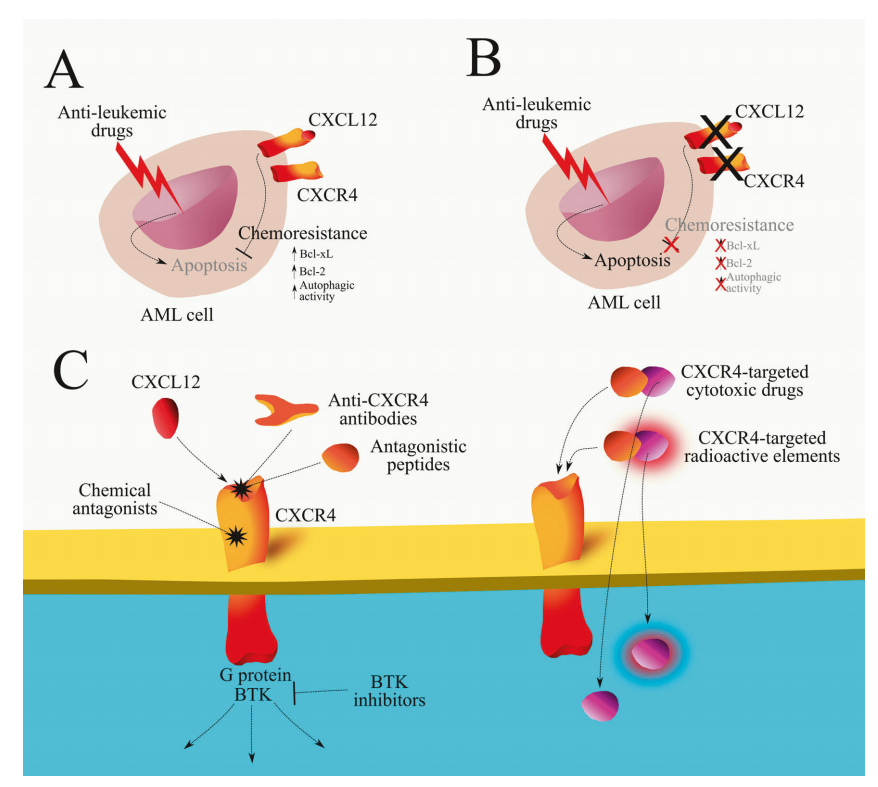 The chemokine receptor CXCR4