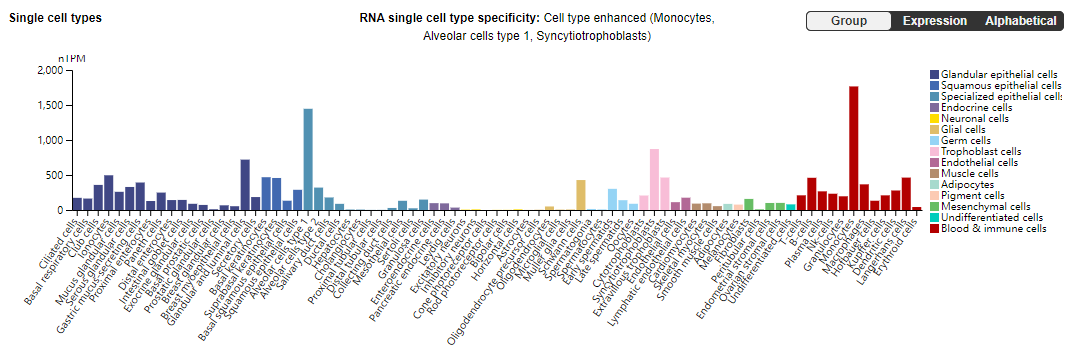 The complement inhibitor CD55