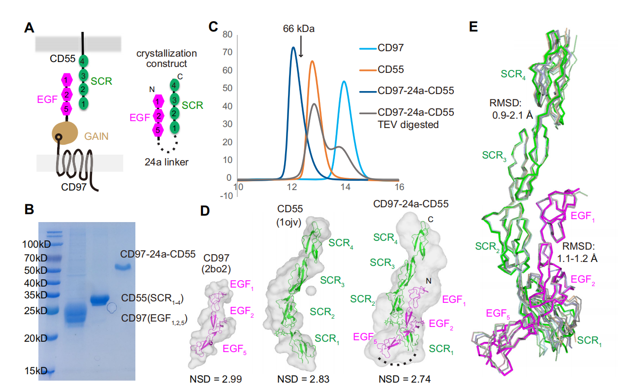 The complement inhibitor CD55