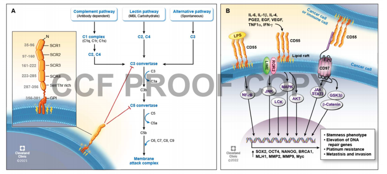 The complement inhibitor CD55