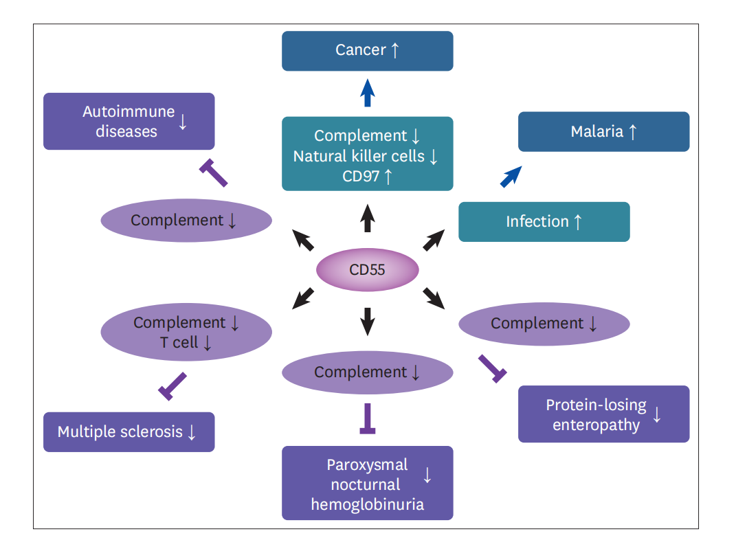 The complement inhibitor CD55