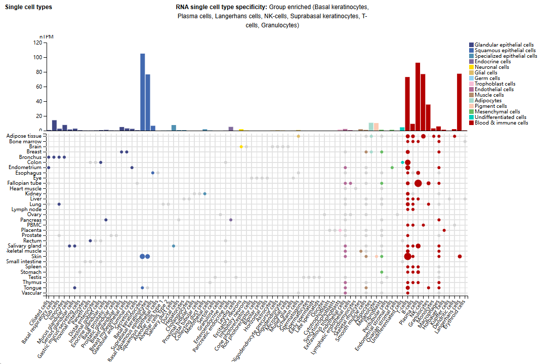 The costimulatory receptor GITR The costimulatory receptor GITR