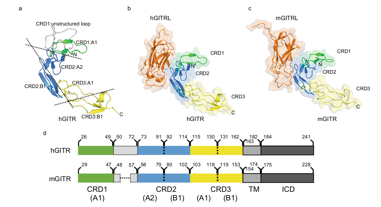 The costimulatory receptor GITR The costimulatory receptor GITR