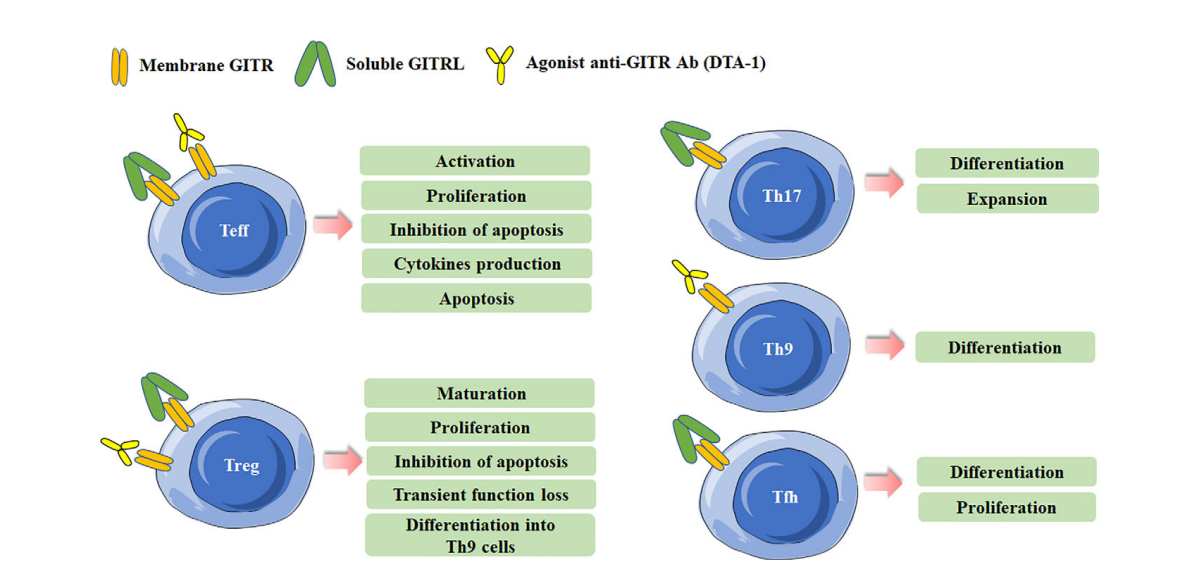 The costimulatory receptor GITR The costimulatory receptor GITR