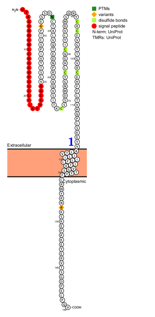 The epidermal growth factor receptor ligand EREG The epidermal growth factor receptor ligand EREG