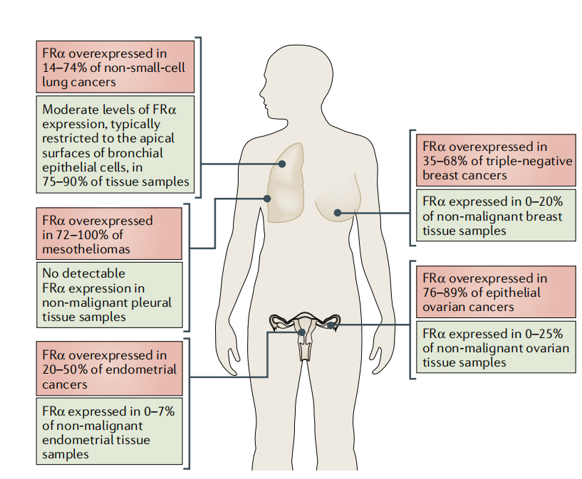 The folate receptor FOLR1