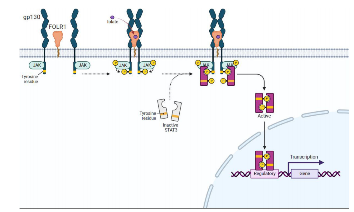 The folate receptor FOLR1