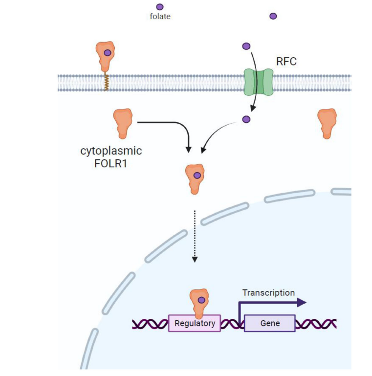 The folate receptor FOLR1