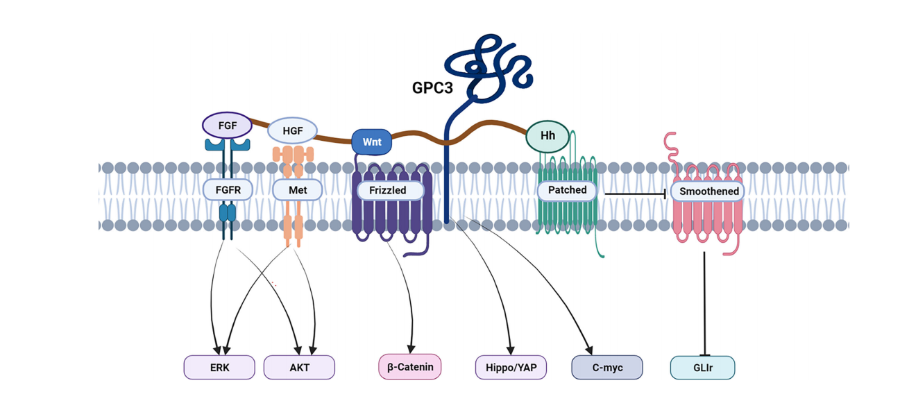 The hepatocellular carcinoma marker GPC3