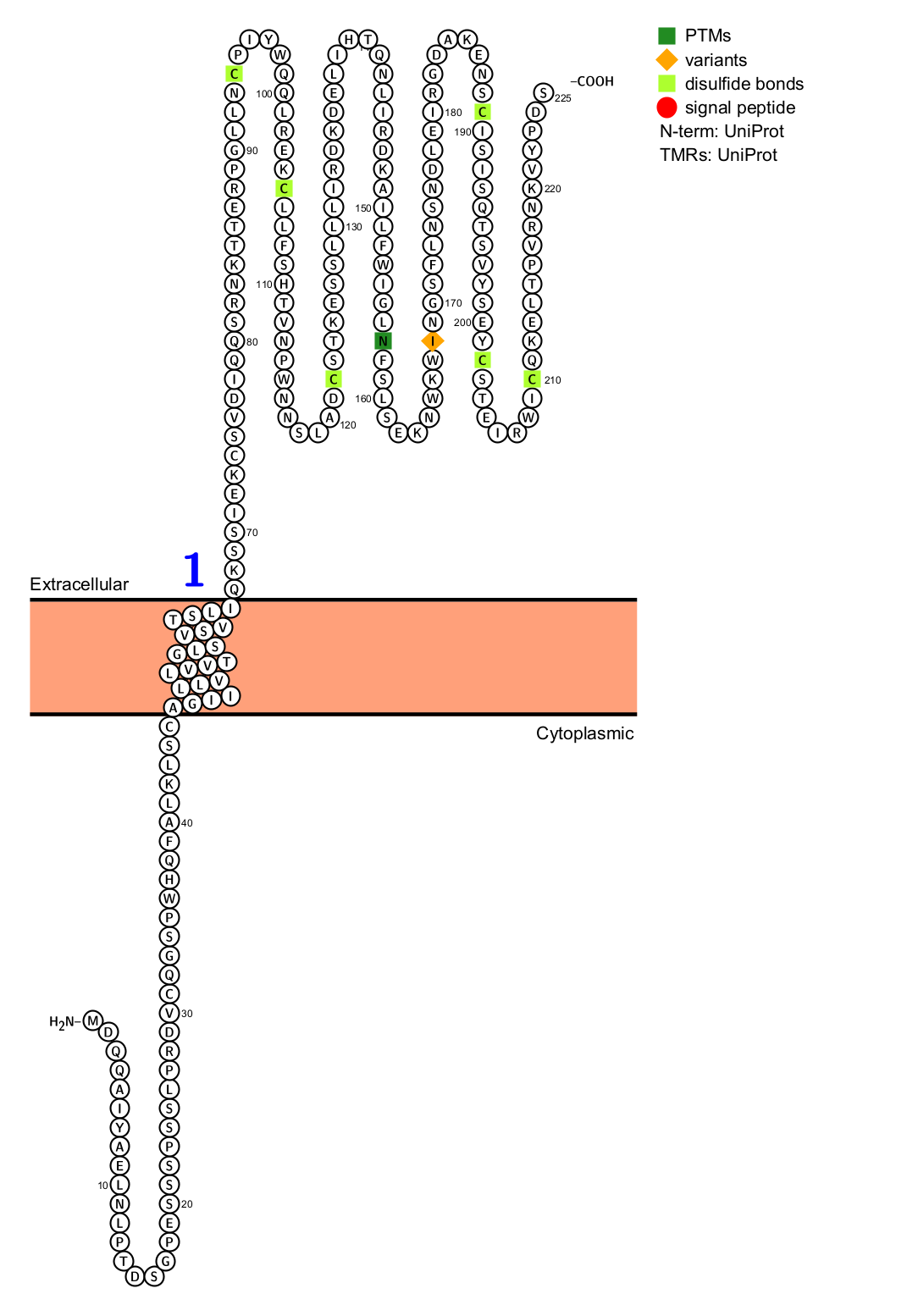 The immune regulatory lectin KLRB1