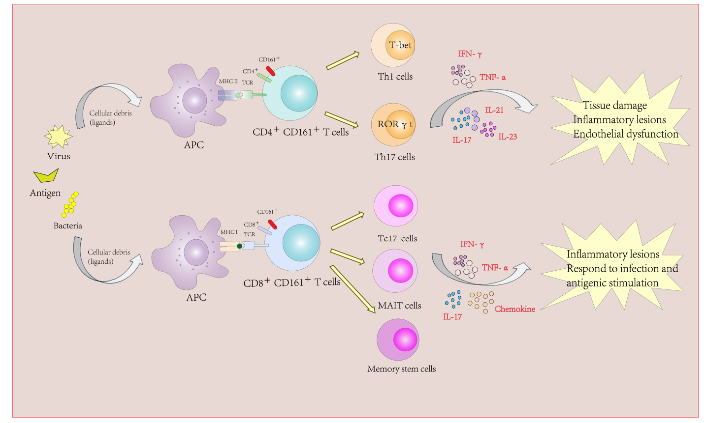 The immune regulatory lectin KLRB1