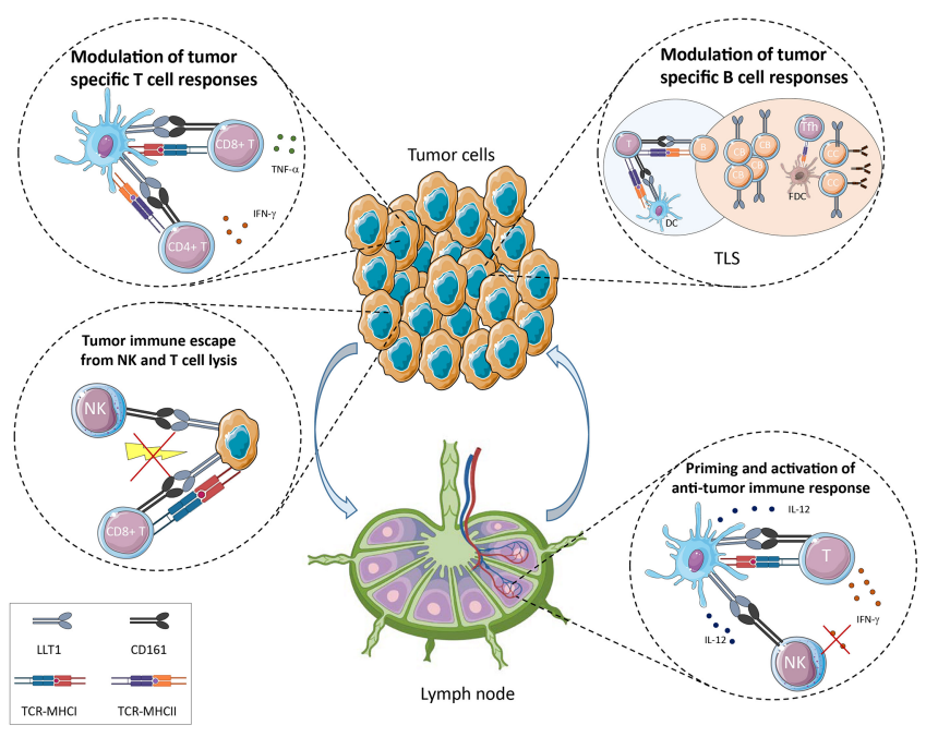 The immune regulatory lectin KLRB1