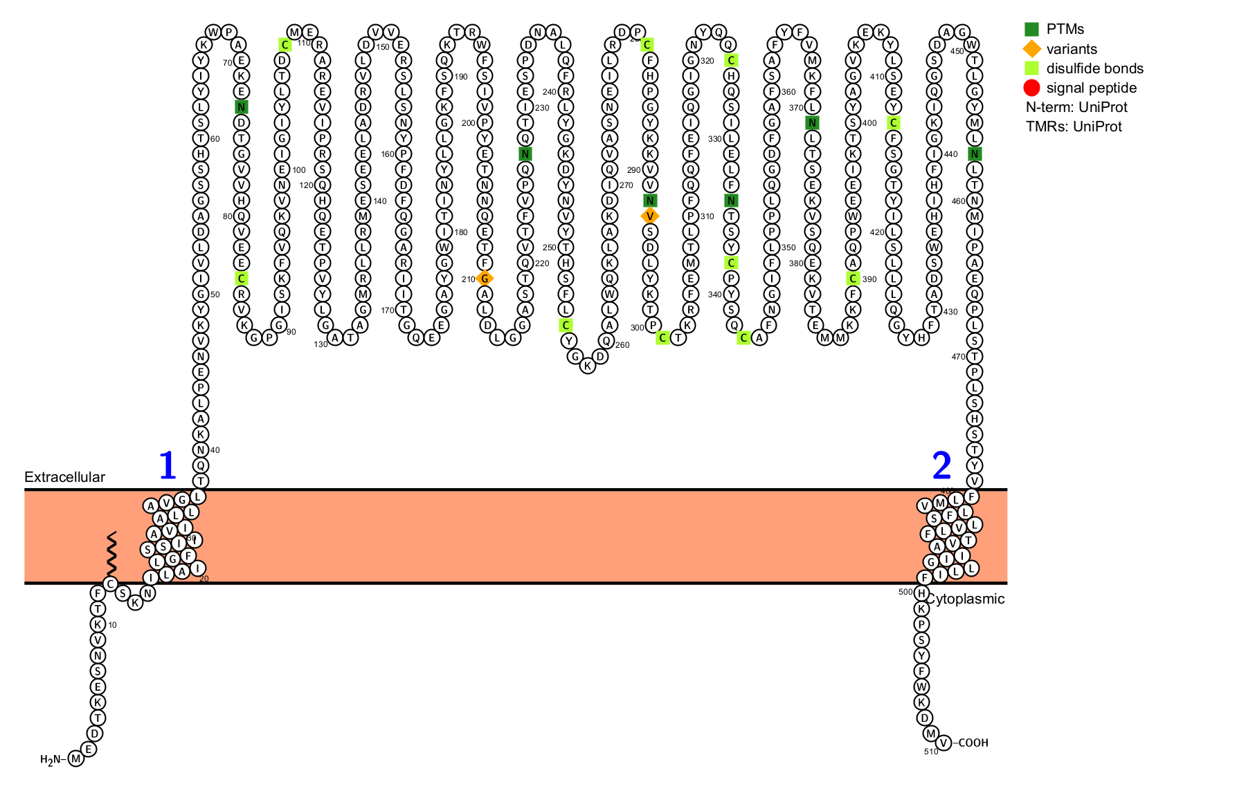 The immunosuppressive enzyme CD39 The immunosuppressive enzyme CD39