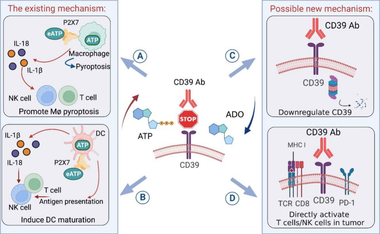 The immunosuppressive enzyme CD39 The immunosuppressive enzyme CD39