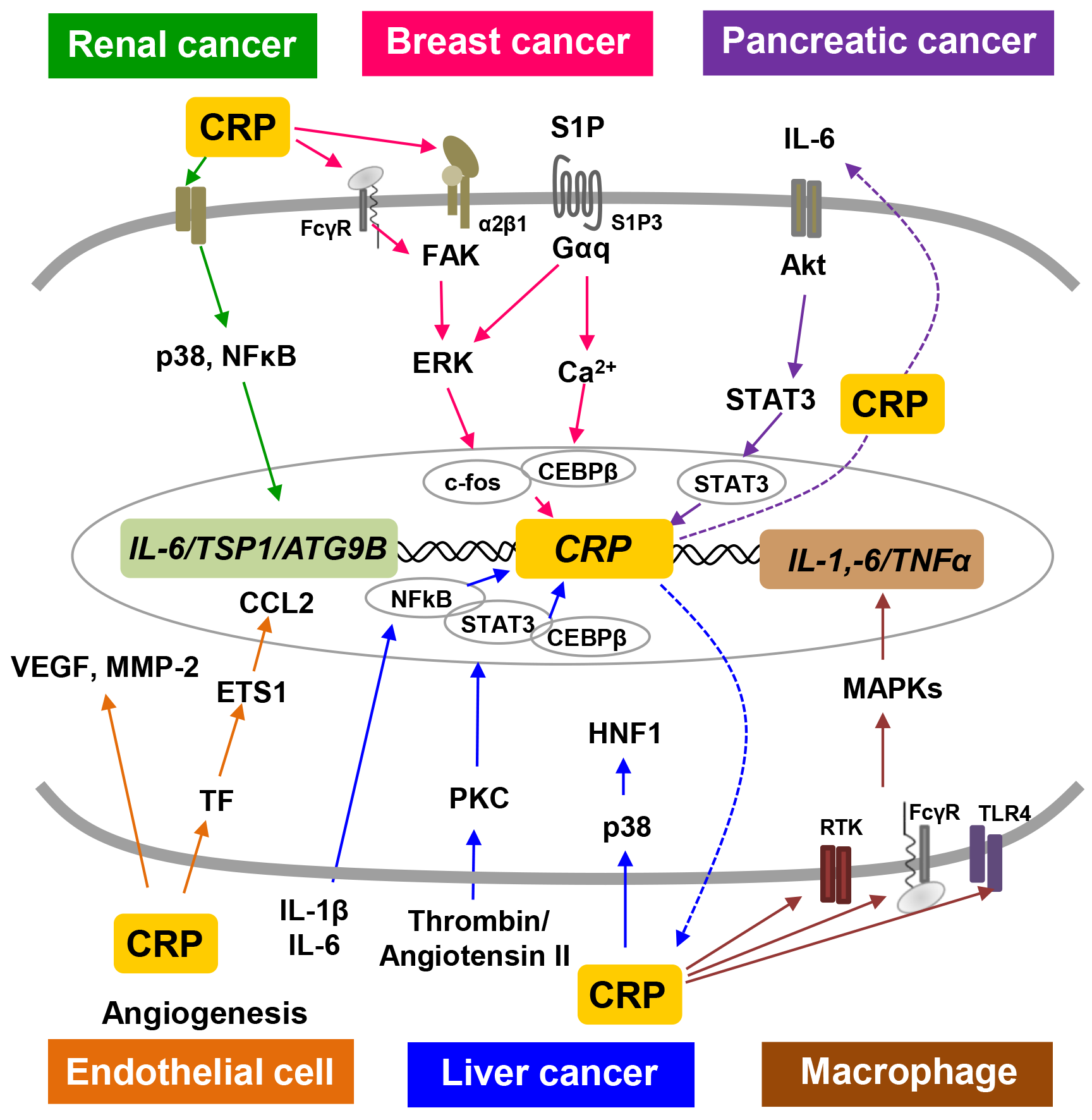 The inflammatory marker CRP