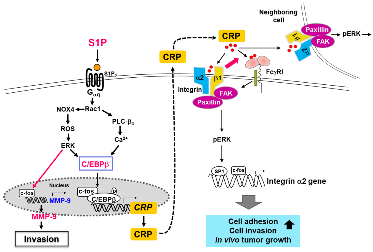 The inflammatory marker CRP