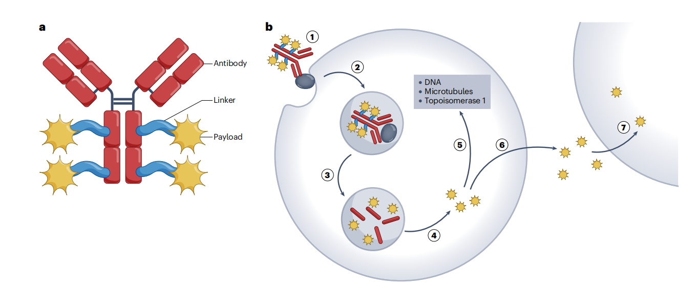The introduction of ADC drug Payload