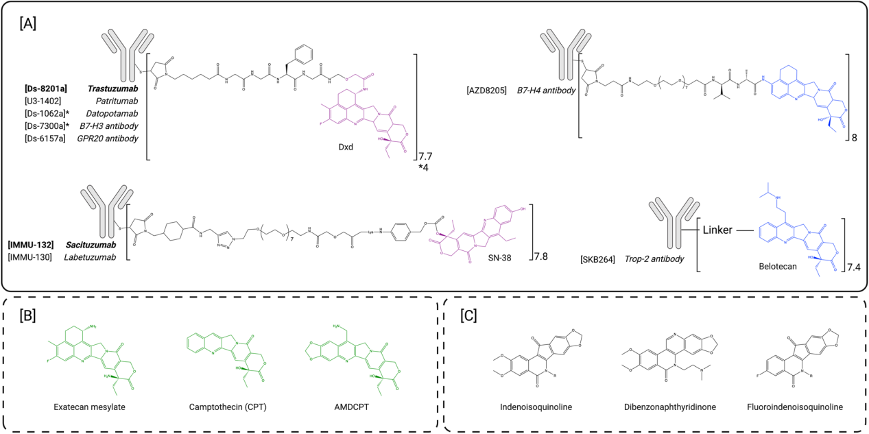 The introduction of ADC drug Payload