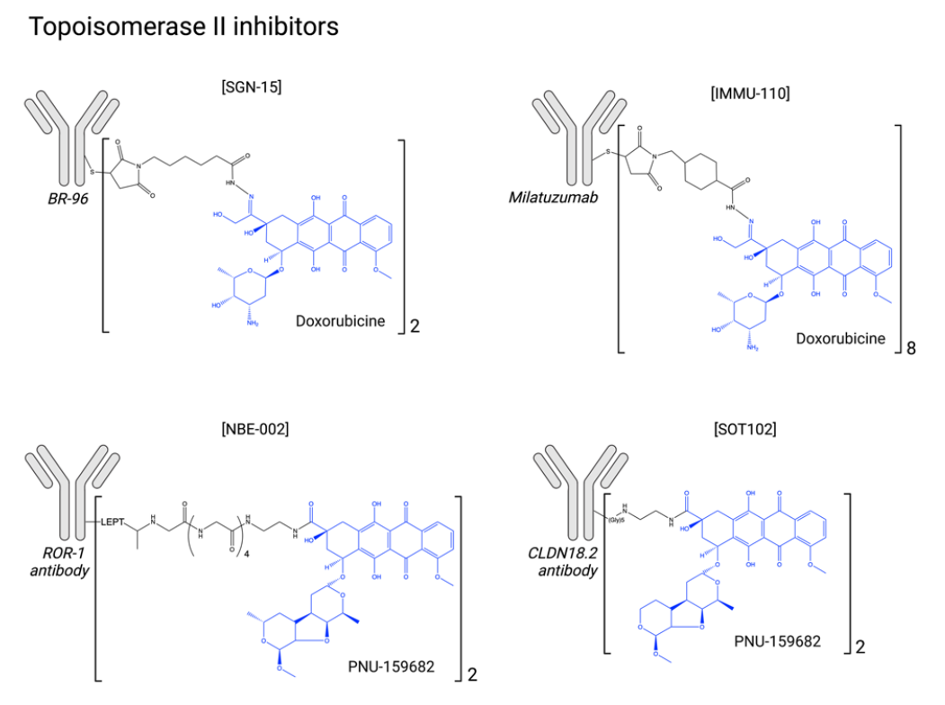 The introduction of ADC drug Payload