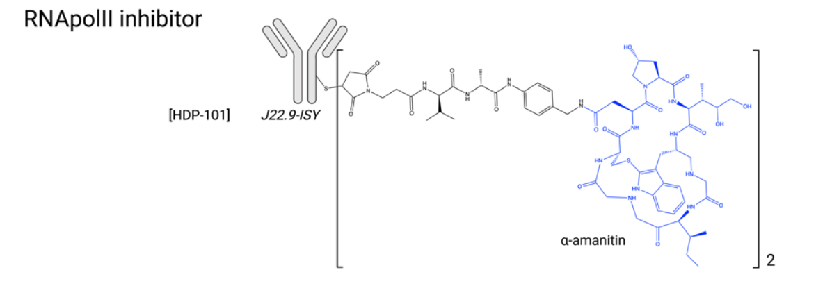The introduction of ADC drug Payload