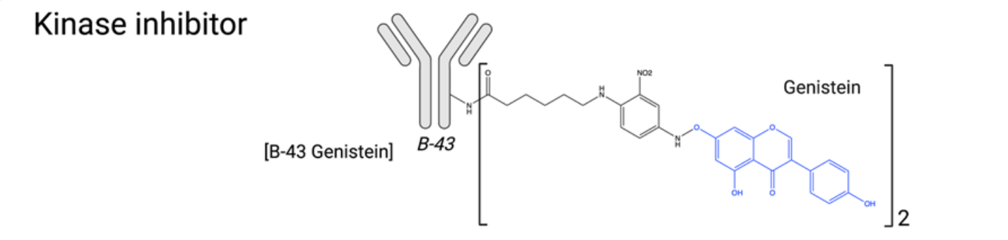 The introduction of ADC drug Payload