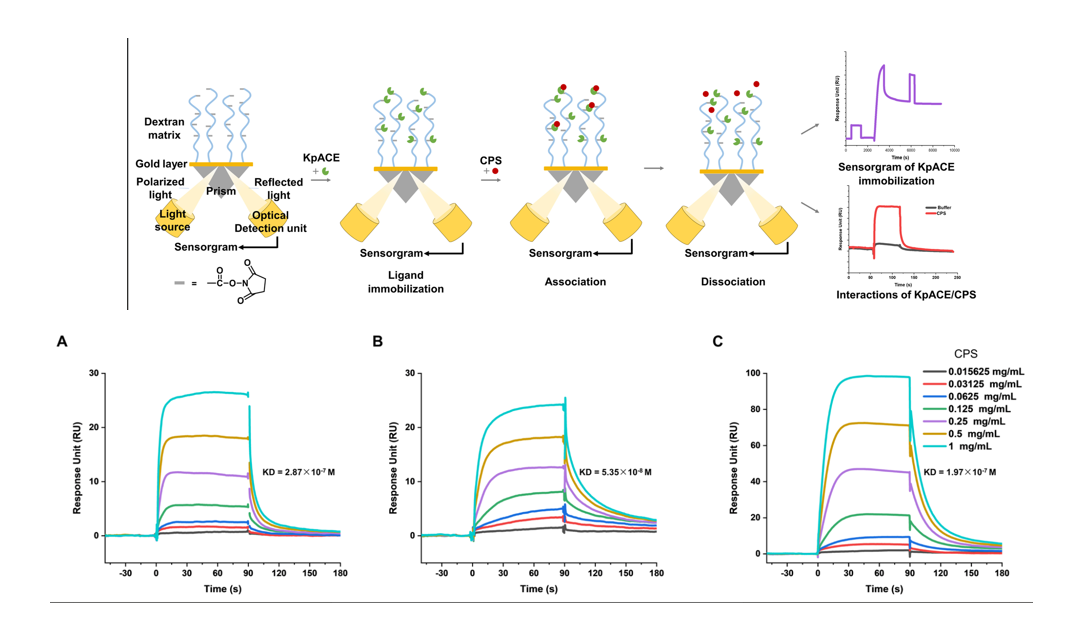 The introduction of Surface Plasmon Resonance The introduction of Surface Plasmon Resonance
