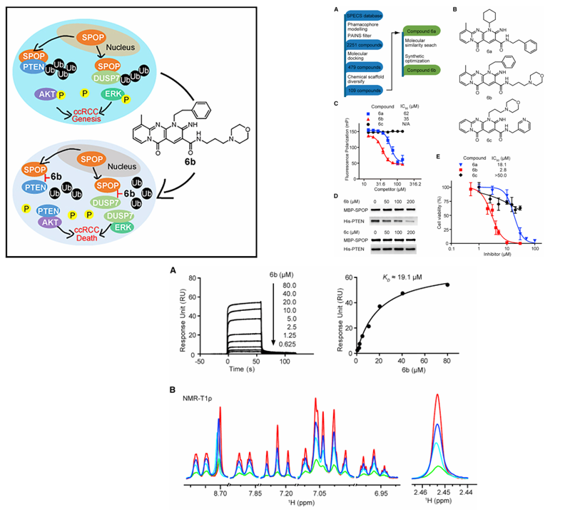 The introduction of Surface Plasmon Resonance The introduction of Surface Plasmon Resonance
