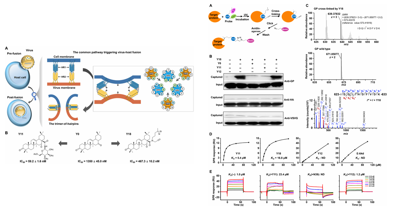 The introduction of Surface Plasmon Resonance The introduction of Surface Plasmon Resonance