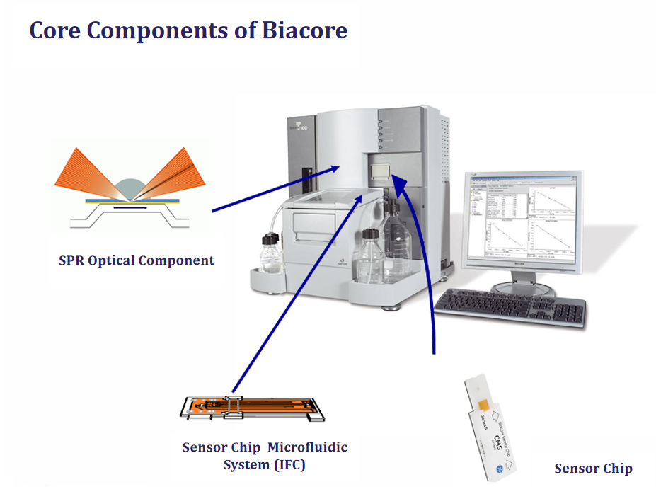 The introduction of Surface Plasmon Resonance The introduction of Surface Plasmon Resonance