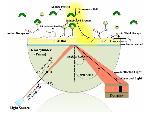 The introduction of Surface Plasmon Resonance The introduction of Surface Plasmon Resonance