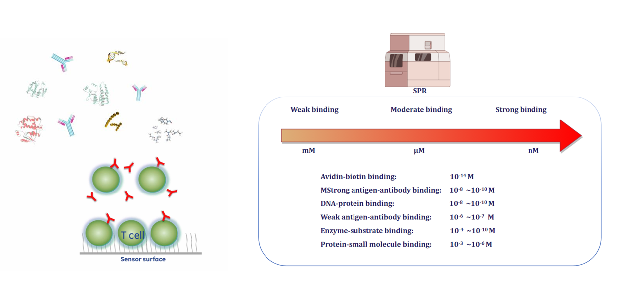 The introduction of Surface Plasmon Resonance The introduction of Surface Plasmon Resonance