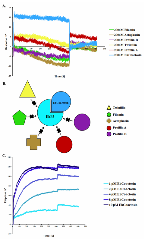 The introduction of Surface Plasmon Resonance The introduction of Surface Plasmon Resonance