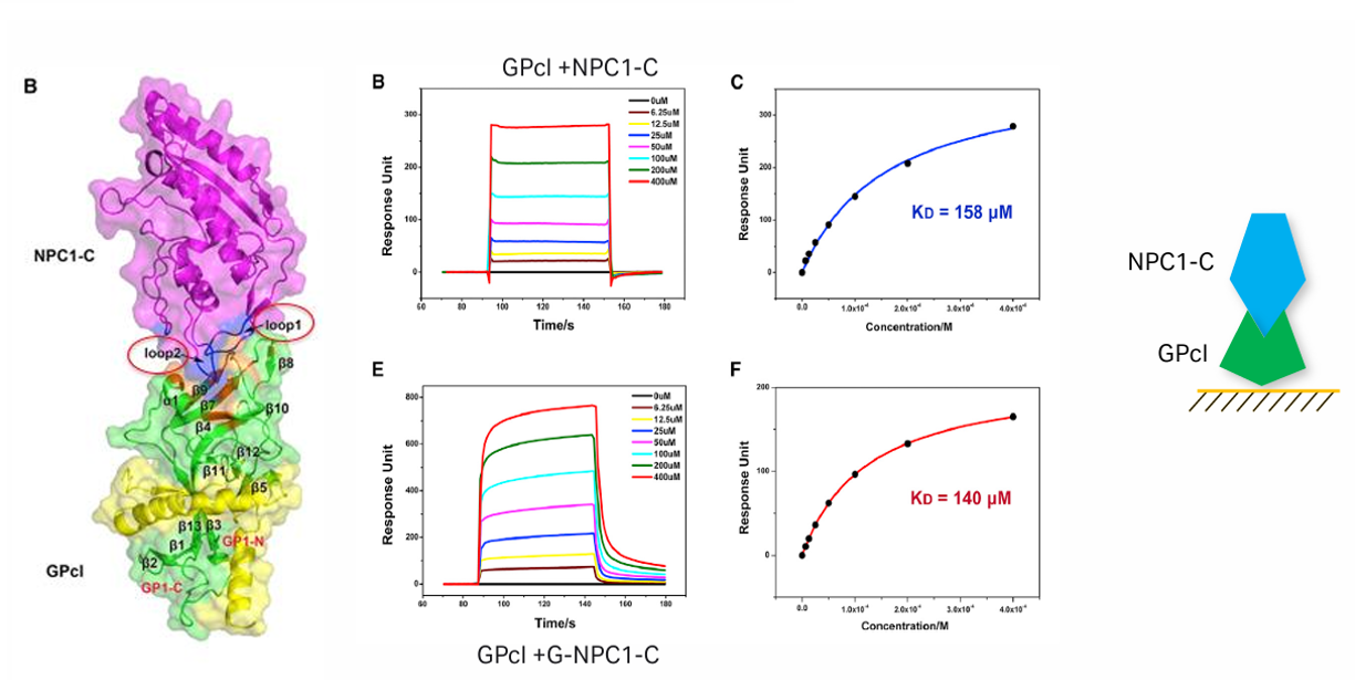 The introduction of Surface Plasmon Resonance The introduction of Surface Plasmon Resonance