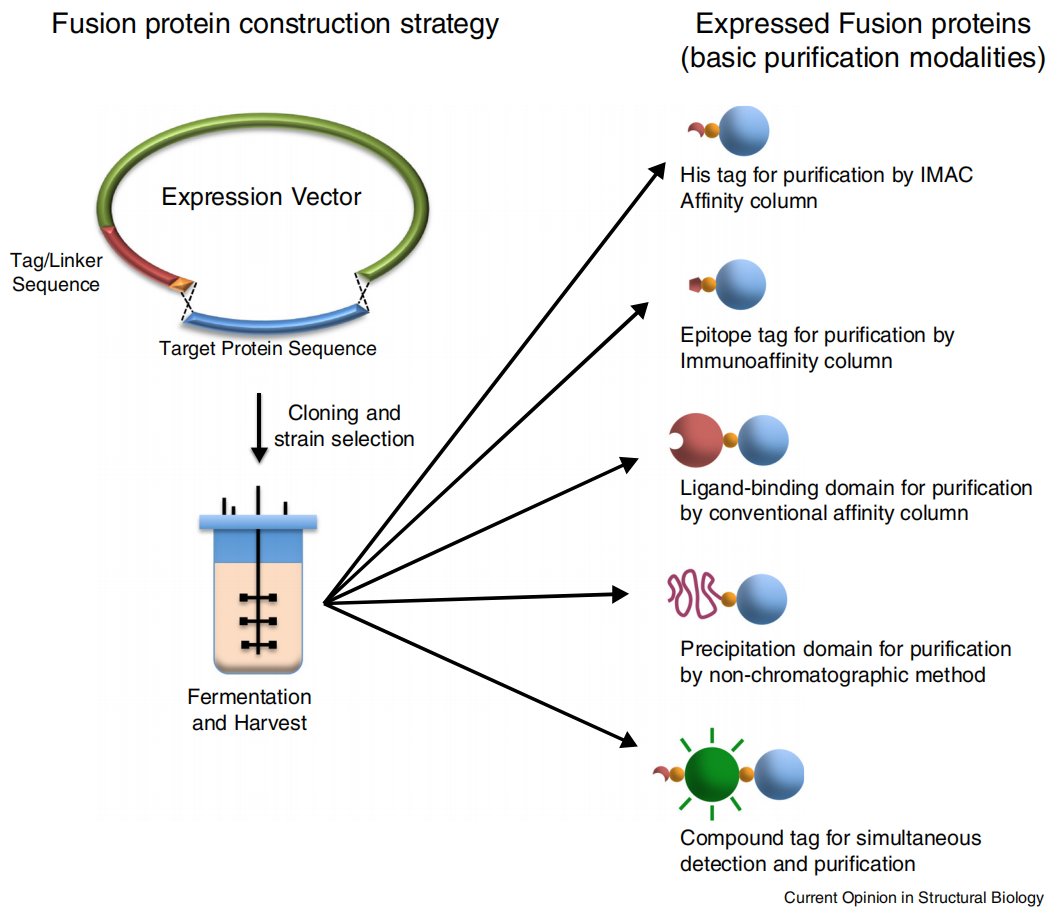 The introduction of protein tag