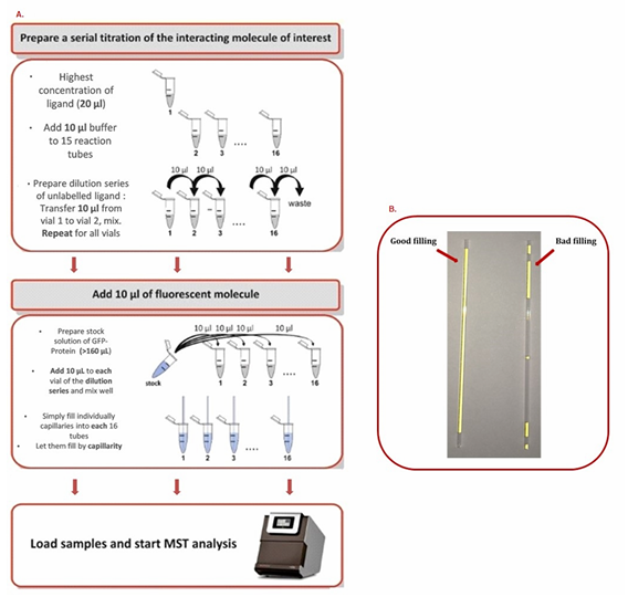 The introduction of the Principle Procedure and Applications of MicroScale Thermophoresis（MST）