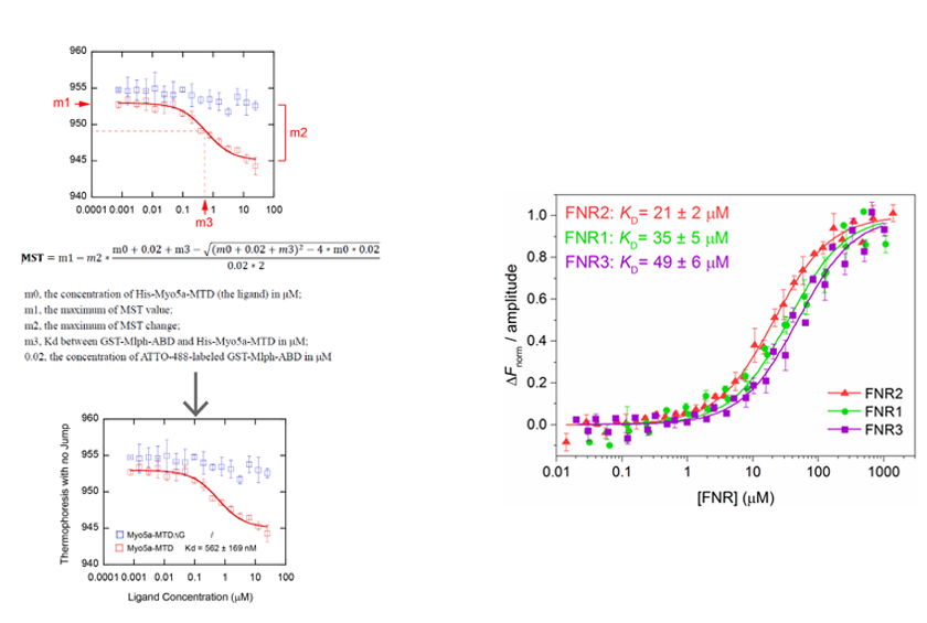 The introduction of the Principle Procedure and Applications of MicroScale Thermophoresis（MST）