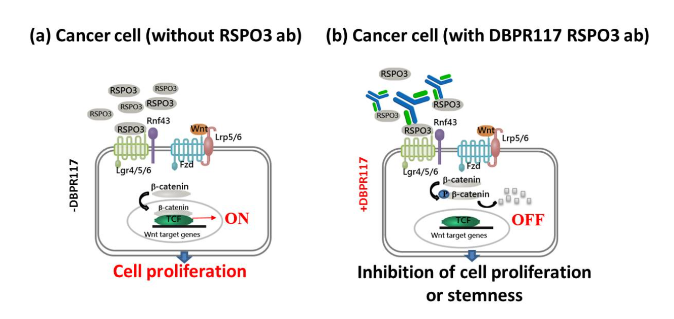 The key regulator of angiogenesis RSPO3