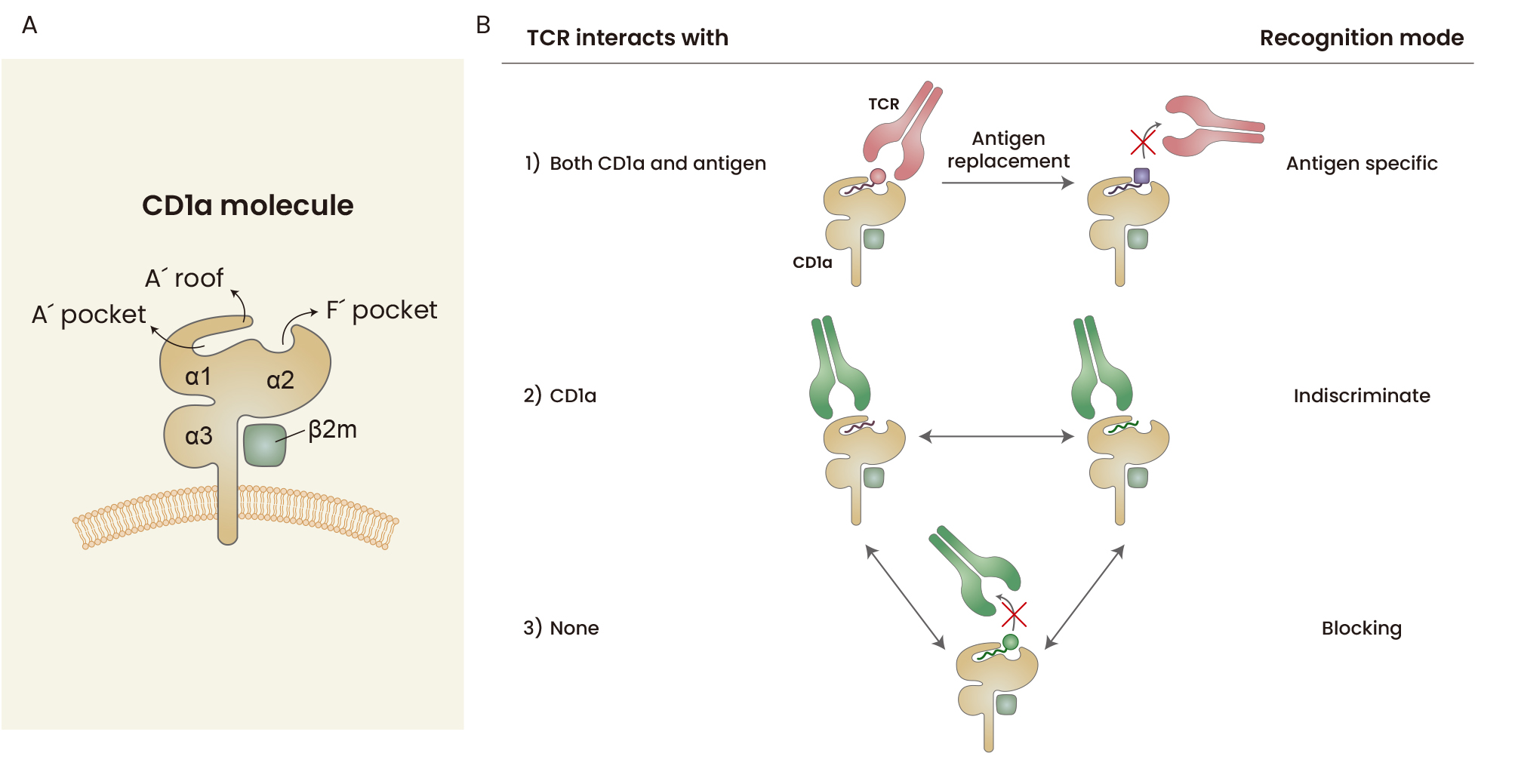 The lipid antigen presenting molecule CD1a The lipid antigen presenting molecule CD1a