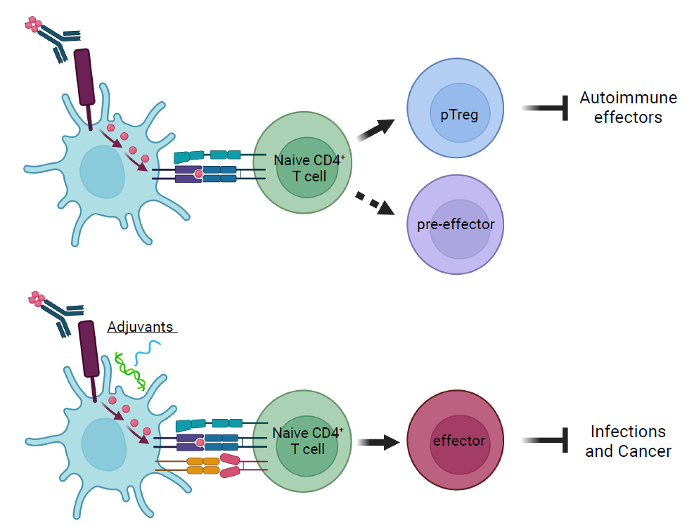 The lymphocyte antigen CD205