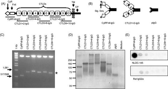 The lymphocyte antigen CD205