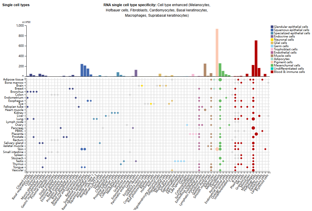 The melanogenic enzyme GPNMB The melanogenic enzyme GPNMB