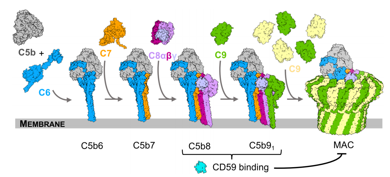 The membrane attack complex inhibitor CD59