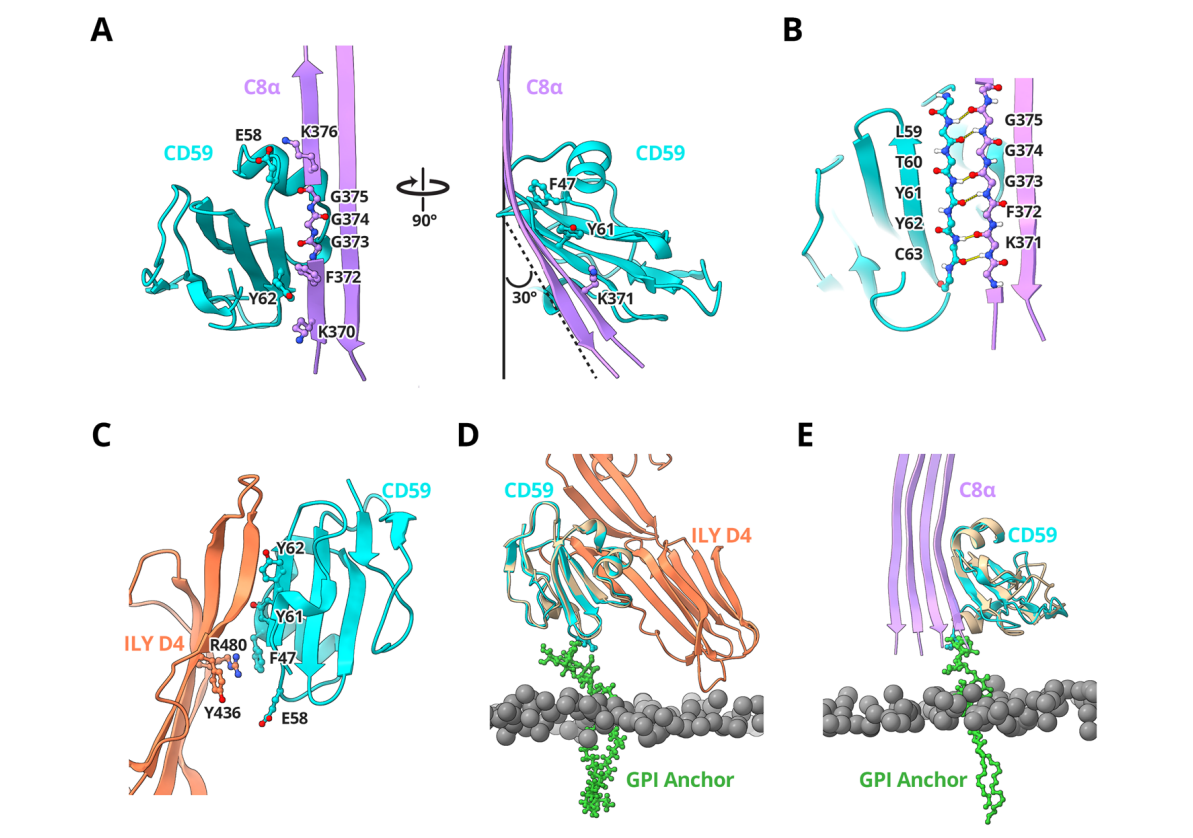The membrane attack complex inhibitor CD59