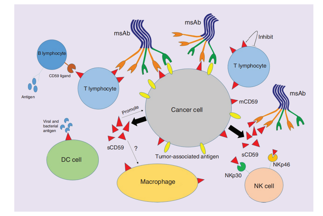 The membrane attack complex inhibitor CD59
