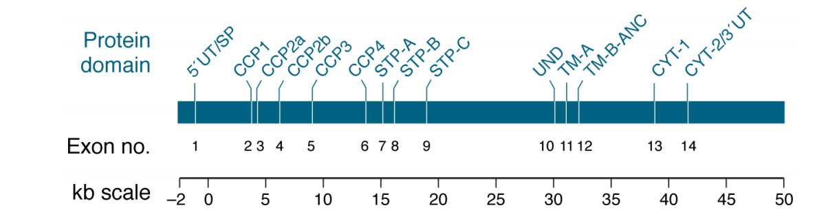 The multiverse of CD46 and oncologic interactions