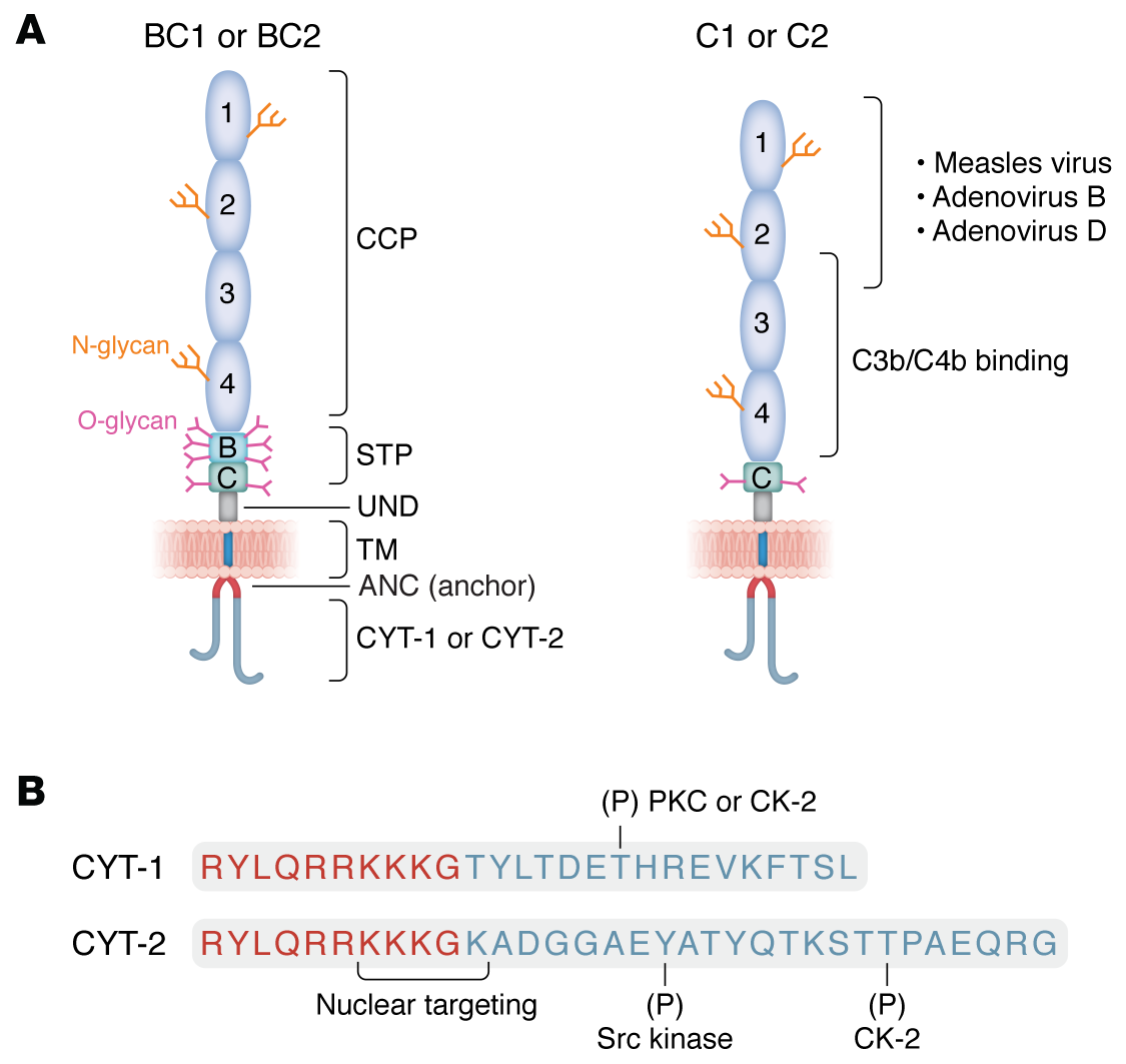 The multiverse of CD46 and oncologic interactions