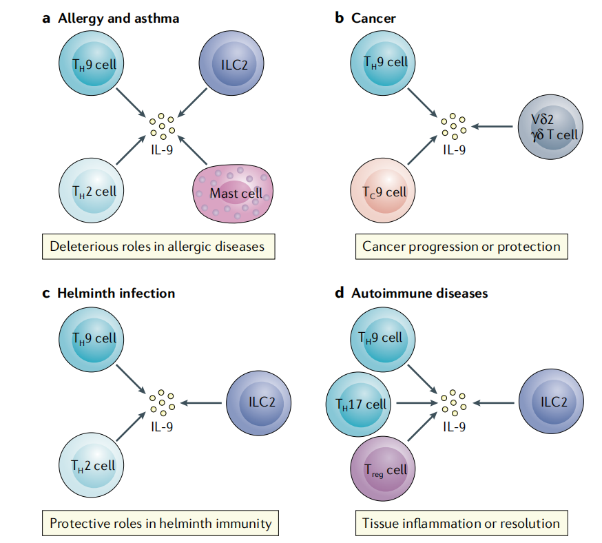 The pleiotropic cytokine IL9